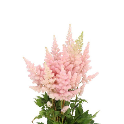 Astilbe Peach Blossom holl(pin