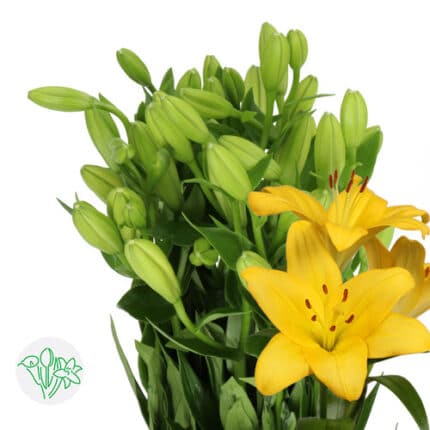 Lily La Serrada(6case)holex