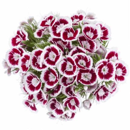 Dianthus Purple golden - DIA PURPLE GOLDEN