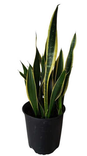 10" SNAKE PLANT