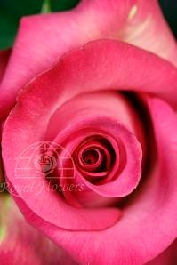Rose PurpleCezanne 50cm rprima