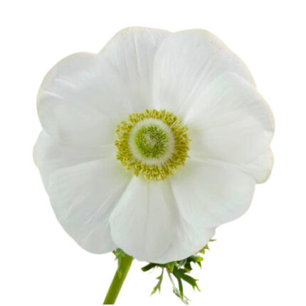 Anemone White Bianca rprima