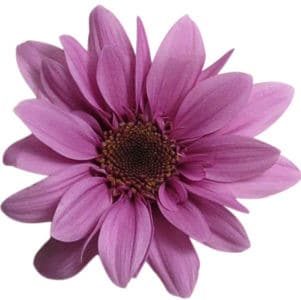 Pom Daisy Amaze sole