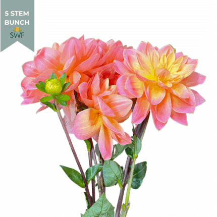 Dahlia Sunrise local(5st)