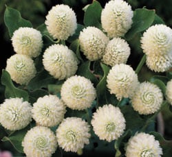 Gomphrena White cramer