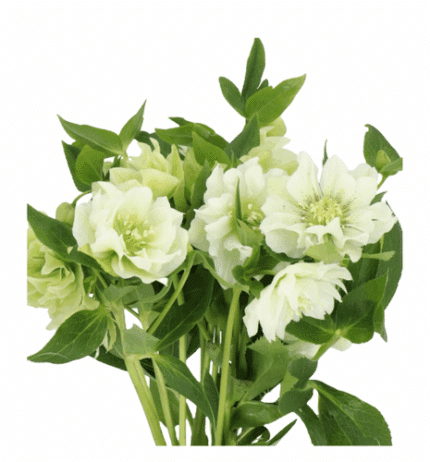 Helleborus Dbl Ellen White hol