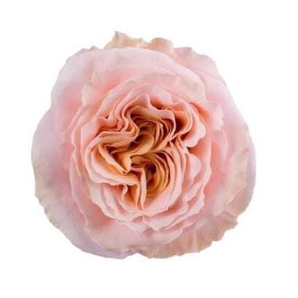 Rose Shimmer 60cm much