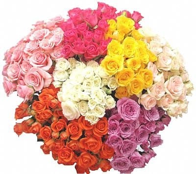 RoseSpray Asst 50cm(9case)rfi