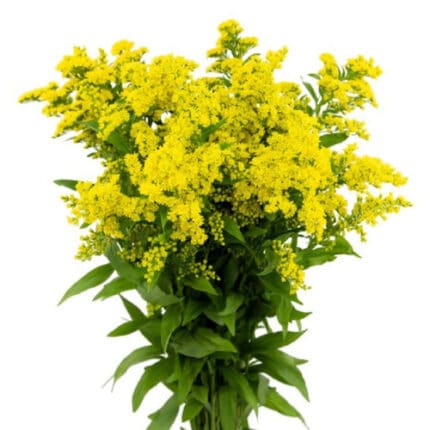 Solidago Mardi Gold(20case)esm