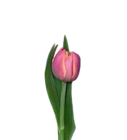 Tulip Dk Pink Dbl holl