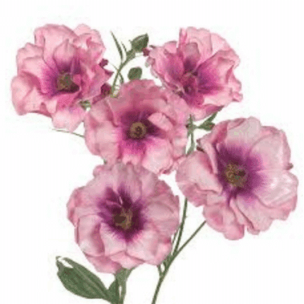 Ranunculus Butterfly Thiva fre