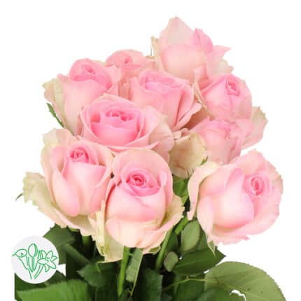 Rose Sorbet holex(10st)