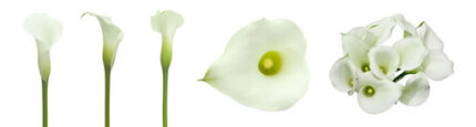 Callas MINI. (WHITE)sande