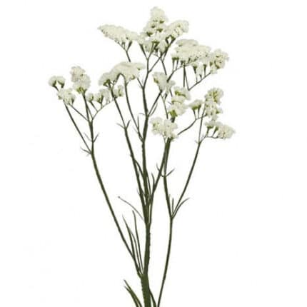 Statice White rio sel