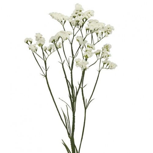 dbf1f859-d506-4e0f-b663-3c428fc6d69d.jpg Statice White rio sel - Image 1