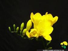 Freesia aladdin japanese