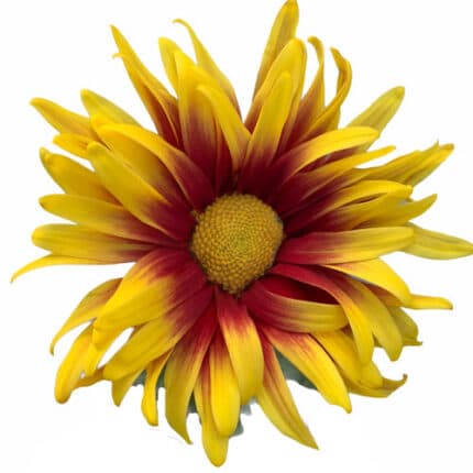 Mum Delistar nandi sole