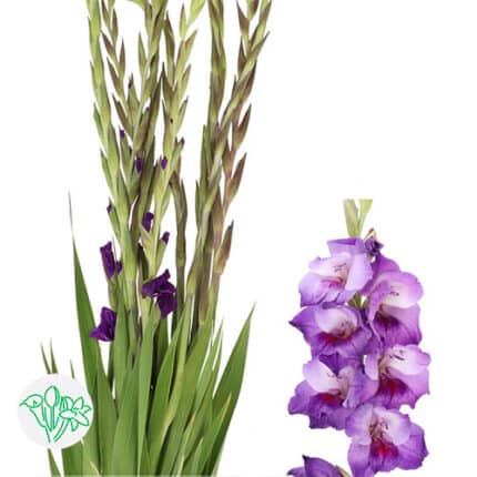 Glad Purple holl