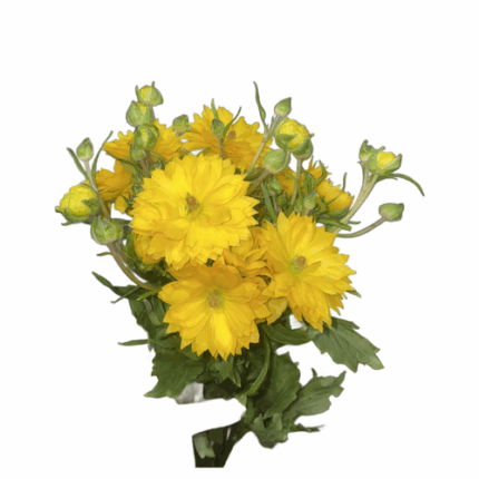 Ranunculus Moderna Proxima yel