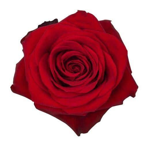 dc3d256c-bcf7-4de3-989d-aabae86c7040.jpg Rose Corazon 70cm rio - Image 1