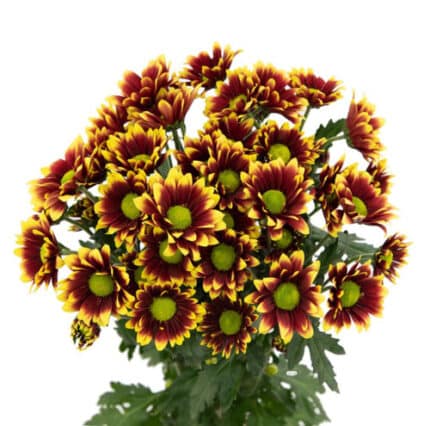 Pom Daisy Kadanz gdn