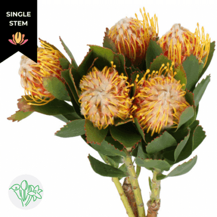 Pins Veldfire bella(STEM)
