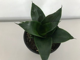 5" Sansevieria Black Jade Hahn - PL 5 PF SBJH