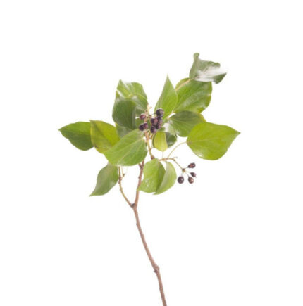 Bush Ivy quick -
