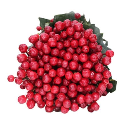 Hypericum Red Light Rom 60cm f