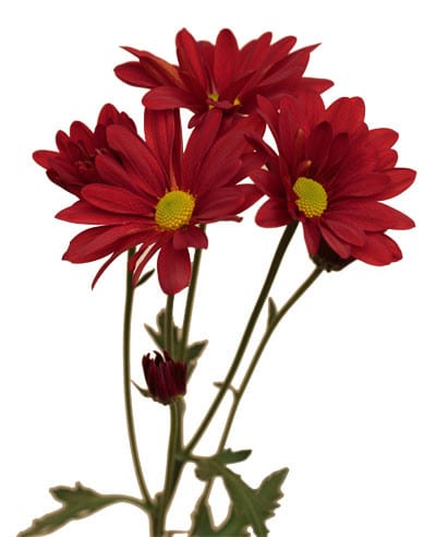 Pom Daisy Red Atlantis rio