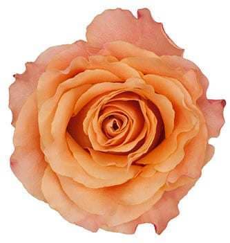 Rose Carpediem 40cm wely