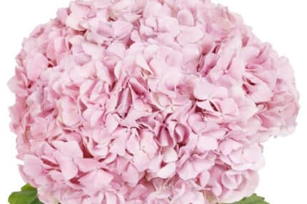 Hydrange Med Pink chile(st)