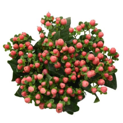 Hypericum SwtRomance 60 f.c. p