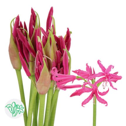 Nerine Hot Pink holl