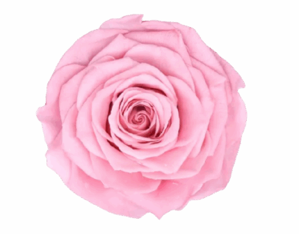 Rose Pink Preserved naranjo(STEM)