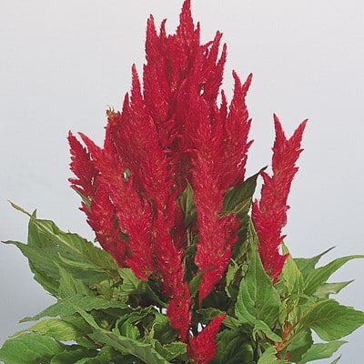 Celosia ForestFire cramer