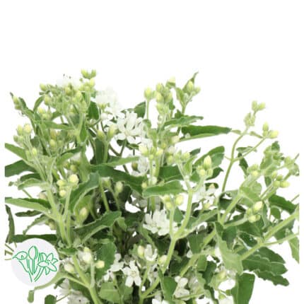 Tweedia White holl