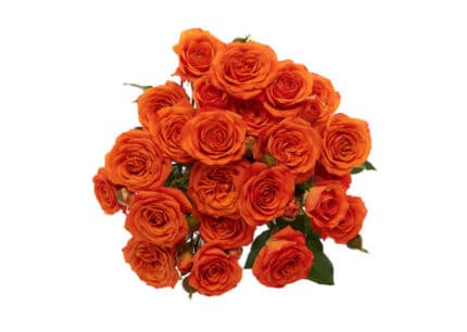 RoseSpray BabeOrg 50cm. rio