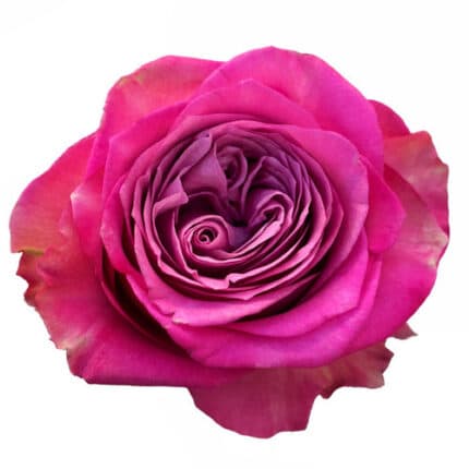 Rose Queen's Crown 60cm naranj