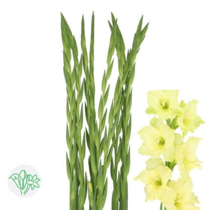 Glad Green holl