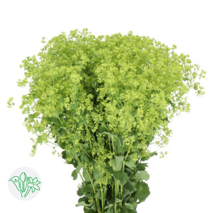 Alchemillia Robustica holl