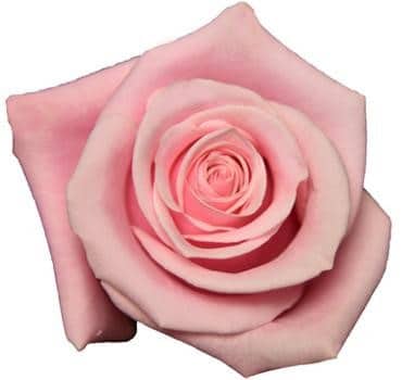 Rose Shy 60cm sunrite