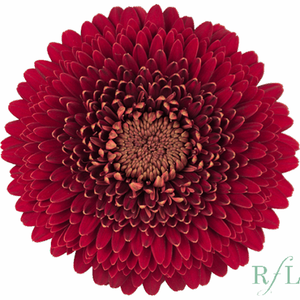 GerPom RedLight Red canada