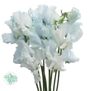 Sweet Pea Mist Blue dia holl