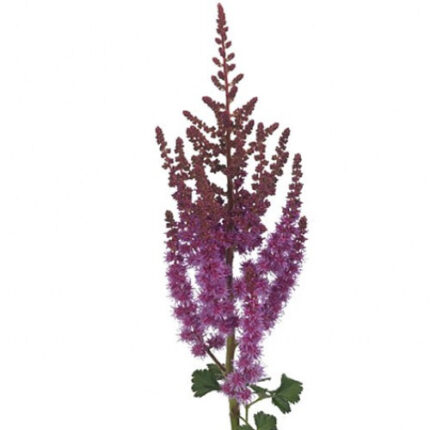 Astilbe Purple 60cm holex