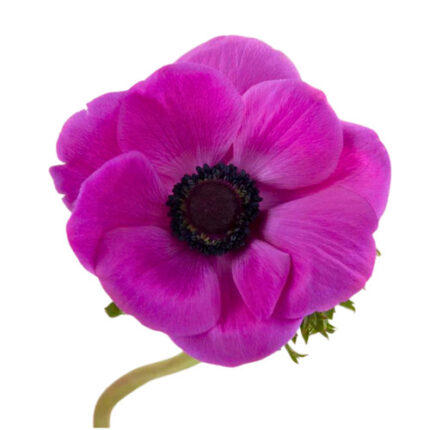 Anemone Fushia rio sel