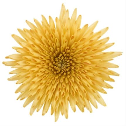 Mum Delistar Gold sole