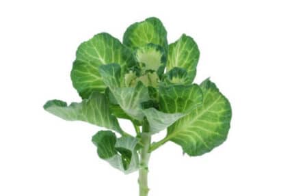 Kale Empire Ksenia s.v.(5st)