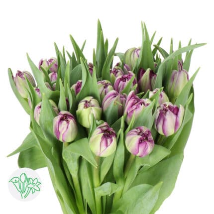 Tulip Dbl Purple holl
