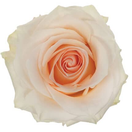 Rose Pastella 50cm sunrite